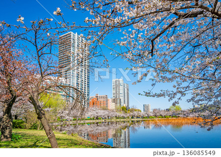 上野恩賜公園の桜 上野恩賜公園の桜 136085549