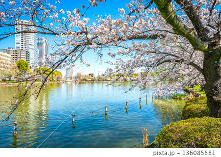 上野恩賜公園の桜 上野恩賜公園の桜 136085581