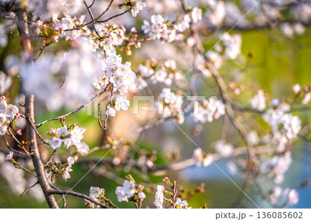 上野恩賜公園の桜 上野恩賜公園の桜 136085602