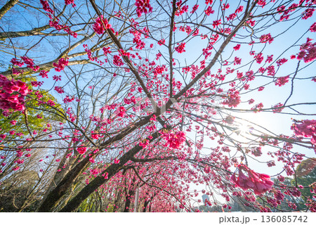 上野恩賜公園の桜 136085742