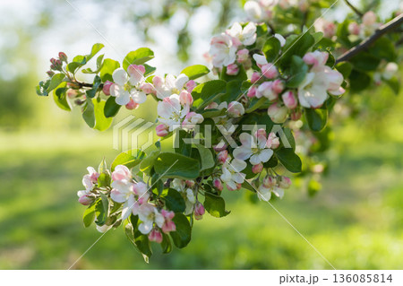 closeup blossoming apple tree with pink flowers in a garden closeup blossoming apple tree with pink flowers in a garden 136085814