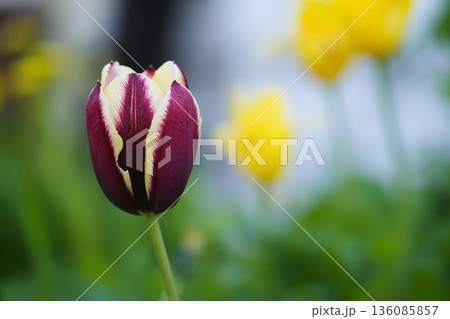 dark purple tulip outdoor closeup 136085857