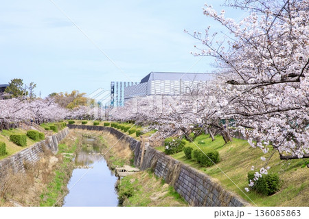 【日本さくら名所100選】名古屋市、山崎川四季の道の満開の桜 【日本さくら名所100選】名古屋市、山崎川四季の道の満開の桜 136085863
