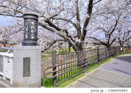 【日本さくら名所100選】名古屋市、山崎川四季の道の満開の桜 【日本さくら名所100選】名古屋市、山崎川四季の道の満開の桜 136085865
