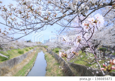 【日本さくら名所100選】名古屋市、山崎川四季の道の満開の桜 【日本さくら名所100選】名古屋市、山崎川四季の道の満開の桜 136085871
