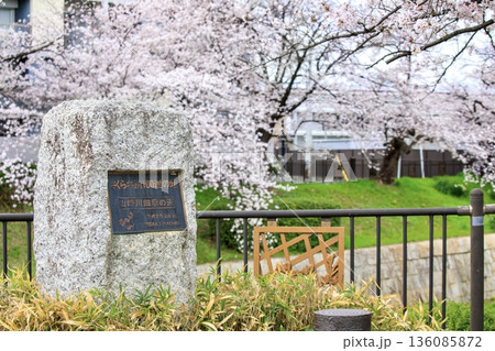 【日本さくら名所100選】名古屋市、山崎川四季の道の満開の桜 【日本さくら名所100選】名古屋市、山崎川四季の道の満開の桜 136085872