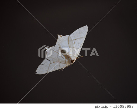 都会の夜にひっそりと現れた白い蛾のアーティスティックな視点 136085988