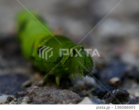 昆虫の成長過程を捉えた瑞々しいグリーンの芋虫フォト 136086005