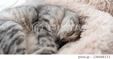 窓辺で眠る猫　サバトラ猫 136086171