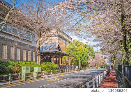 東京芸大の桜 136086205
