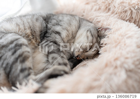 窓辺で眠る猫 サバトラ猫 窓辺で眠る猫 サバトラ猫 136086719