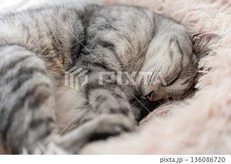 窓辺で眠る猫 サバトラ猫 窓辺で眠る猫 サバトラ猫 136086720