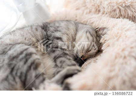 窓辺で眠る猫 サバトラ猫 窓辺で眠る猫 サバトラ猫 136086722