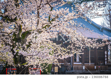 寛永寺本堂の桜 136086788