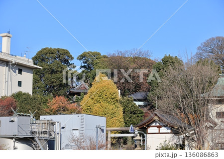 黄葉した上野の森の風景 黄葉した上野の森の風景 136086863