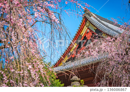 清水観音堂の桜 136086867