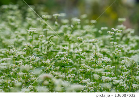 白い蕎麦の花 136087032