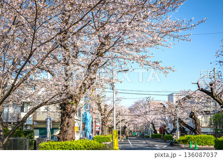 谷中霊園の桜 136087037
