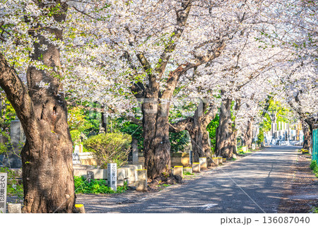 谷中霊園の桜 谷中霊園の桜 136087040