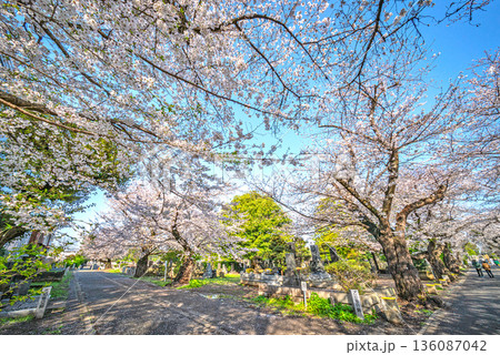 谷中霊園の桜 136087042
