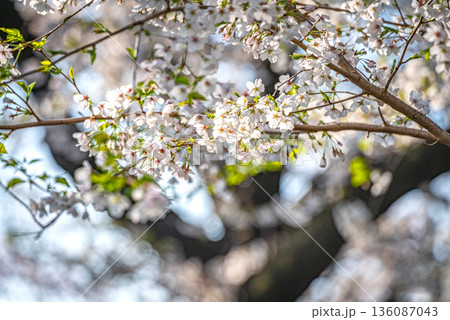 谷中霊園の桜 136087043