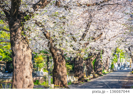 谷中霊園の桜 136087044
