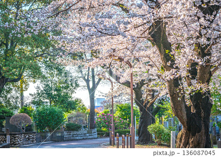 谷中霊園の桜 136087045