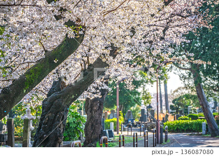 谷中霊園の桜 136087080