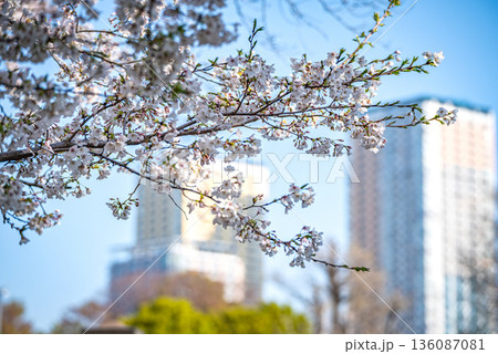 谷中霊園の桜 谷中霊園の桜 136087081
