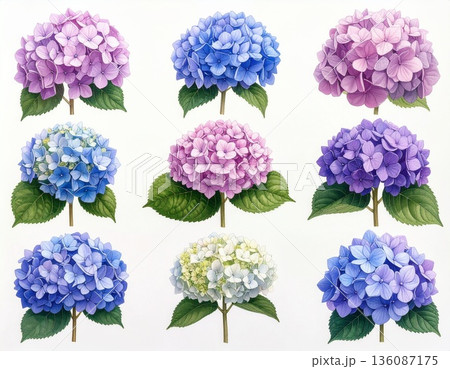無地背景に整列して並ぶ複数のあじさいの花 136087175