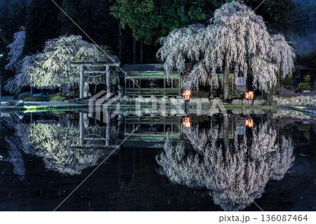 青屋神明神社のしだれ桜 青屋神明神社のしだれ桜 136087464