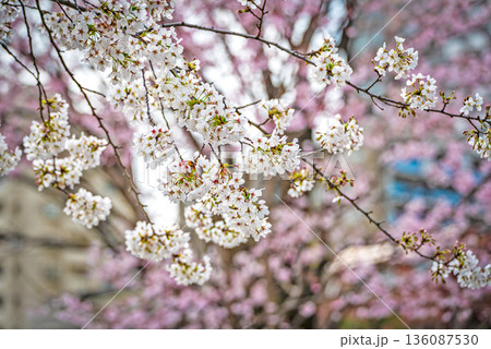 日暮里南公園の桜 日暮里南公園の桜 136087530