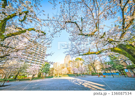 日暮里南公園の桜 日暮里南公園の桜 136087534