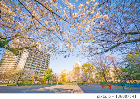 日暮里南公園の桜 日暮里南公園の桜 136087541