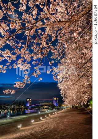 富岩運河環水公園 桜並木 富岩運河環水公園 桜並木 136087564