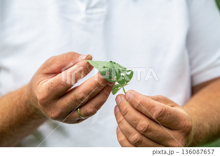 Close-up of a green caterpillar on a soybean leaf. Hands holding a soybean leaf eaten by a pest 136087657
