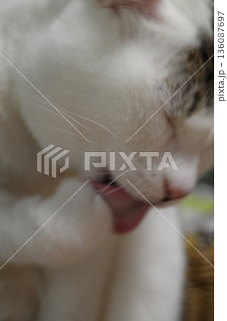 手をなめる猫 136087697