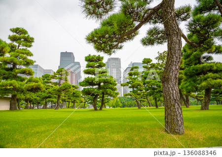 東京都 皇居外苑から見たビル群 東京都 皇居外苑から見たビル群 136088346