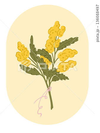 A postcard with a bouquet of mimosa in an oval frame, a floral arrangement with primroses for congratulations A postcard with a bouquet of mimosa in an oval frame, a floral arrangement with primroses for congratulations 136088497