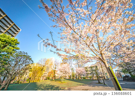 座間谷戸山公園 136088601