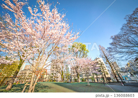 座間谷戸山公園 136088603