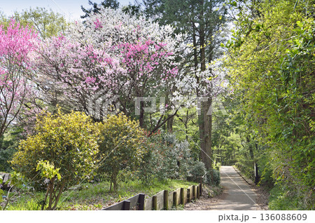 座間谷戸山公園 136088609