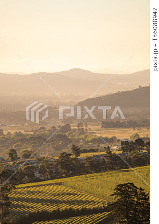 Panoramic view of vineyard hills and valleys in Western Cape, South Africa. Idyllic landscape showcasing Stellenbosch wine region at sunset. Panoramic view of vineyard hills and valleys in Western Cape, South Africa. Idyllic landscape showcasing Stellenbosch wine region at sunset. 136088947