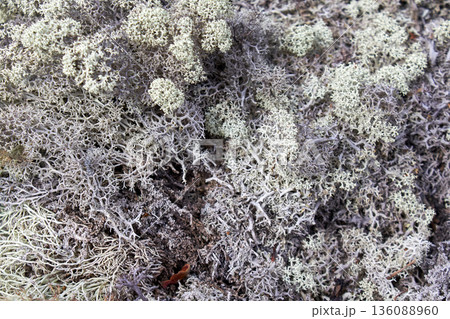 Close up view of reindeer lichen on forest ground. Natural background and abstract texture for biology and ecology concept. 136088960