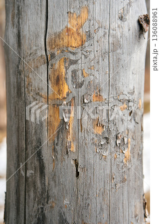 Close up of an aged tree trunk with peeling bark and textured surface. Natural wood pattern for ecological design or rustic background. 136088961