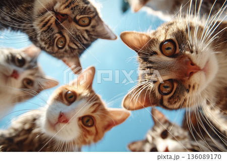 カメラを見下ろす多数の猫 カメラを見下ろす多数の猫 136089170