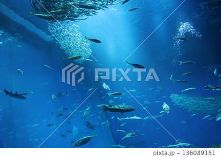 大洗水族館のマイワシの群れ 136089181