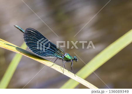 Damselfly perching on grass blade in Allanche, France 136089349