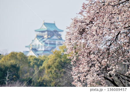 【日本さくら名所100選】大阪府、大阪城公園の桜 【日本さくら名所100選】大阪府、大阪城公園の桜 136089457