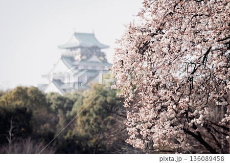 【日本さくら名所100選】大阪府、大阪城公園の桜 136089458